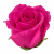 Roz Fucsia